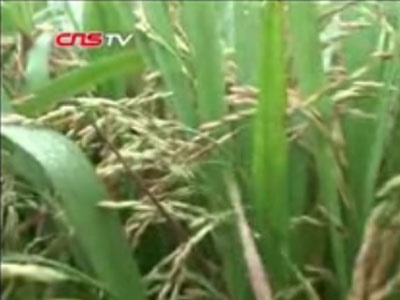 中国首次田间拍卖高档优质稻 拍出182元百斤高价