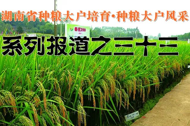 优至种业 只为优质——湖南省种粮大户培育·种粮大户风采 系列报道之三十三